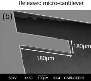 the_released_micro-cantilever_size_was_580µm×180µm_was_analysed_using_scanning_electron_microscope